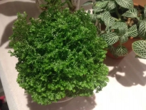 這幾種植物擺家中，空氣清新一整年！
