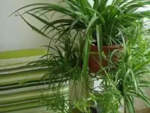 除甲醛，竹炭綠植不給力