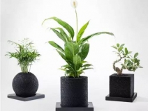 怎么甲醛治理靠得牢？竹炭、植物成最大“騙局”