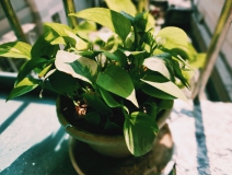 植物能治理甲醛嗎？科學(xué)使用植物很重要